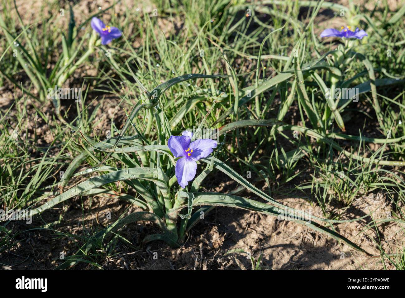 Westernspinnenkraut (Tradescantia occidentalis) Stockfoto