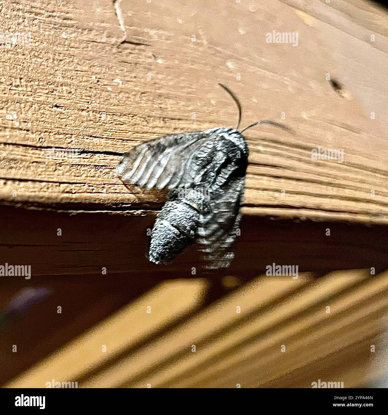 Kleine Carpenterworm Motte (Prionoxystus macmurtrei) Stockfoto