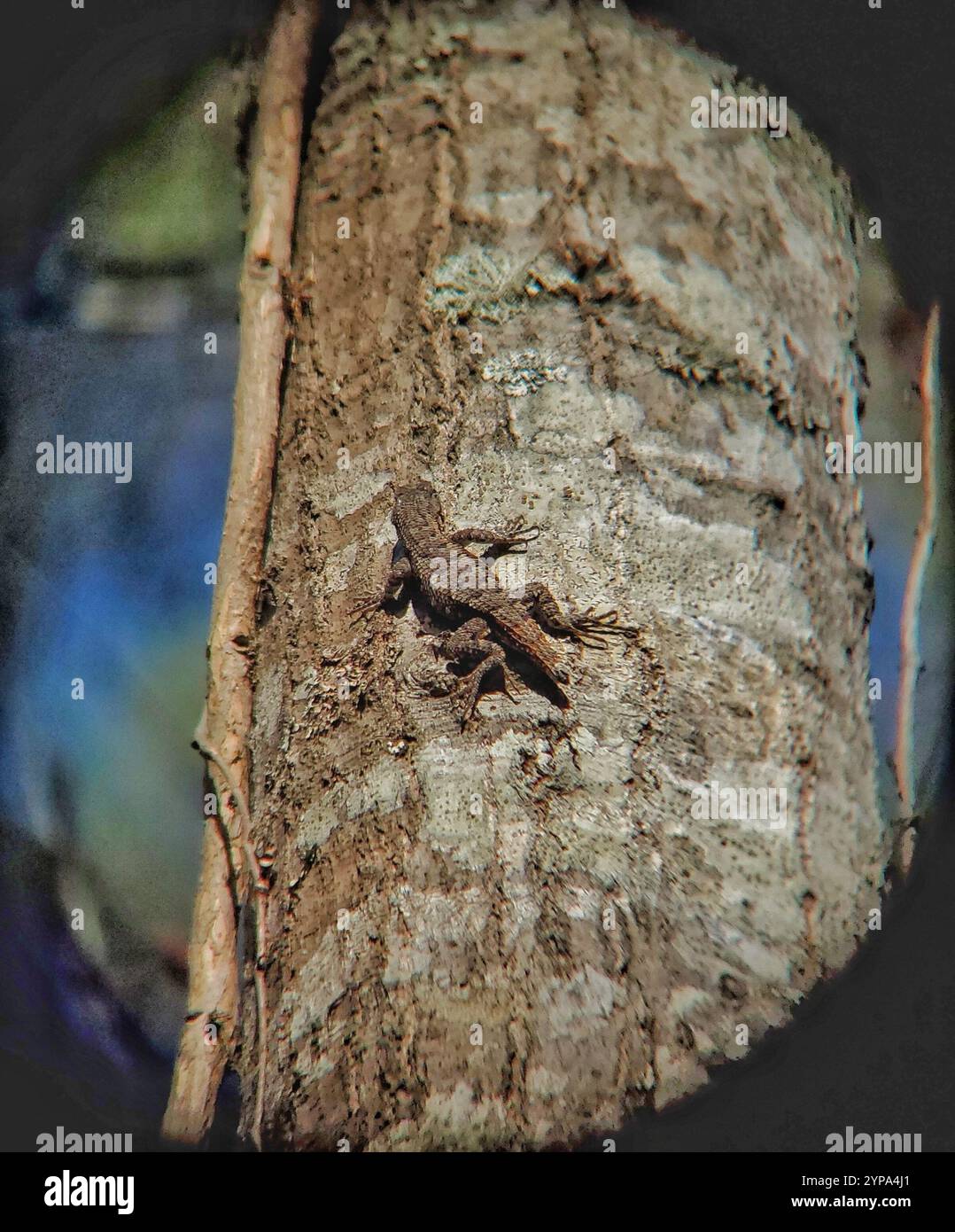 Prairie Lizard (Sceloporus consobrinus) Stockfoto