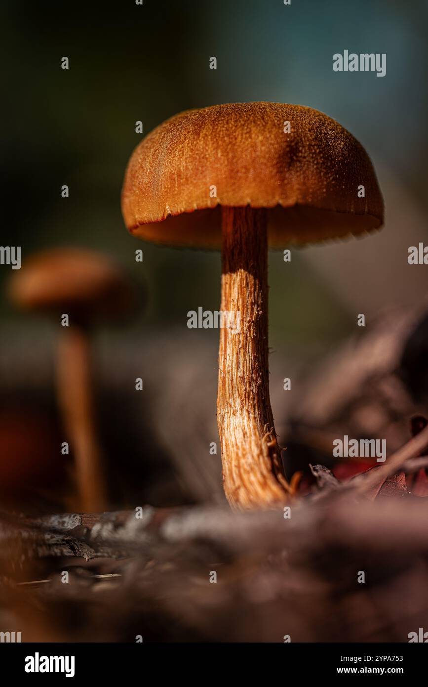 Makroaufnahme eines braunen Pilzes mit strukturiertem Stiel Stockfoto