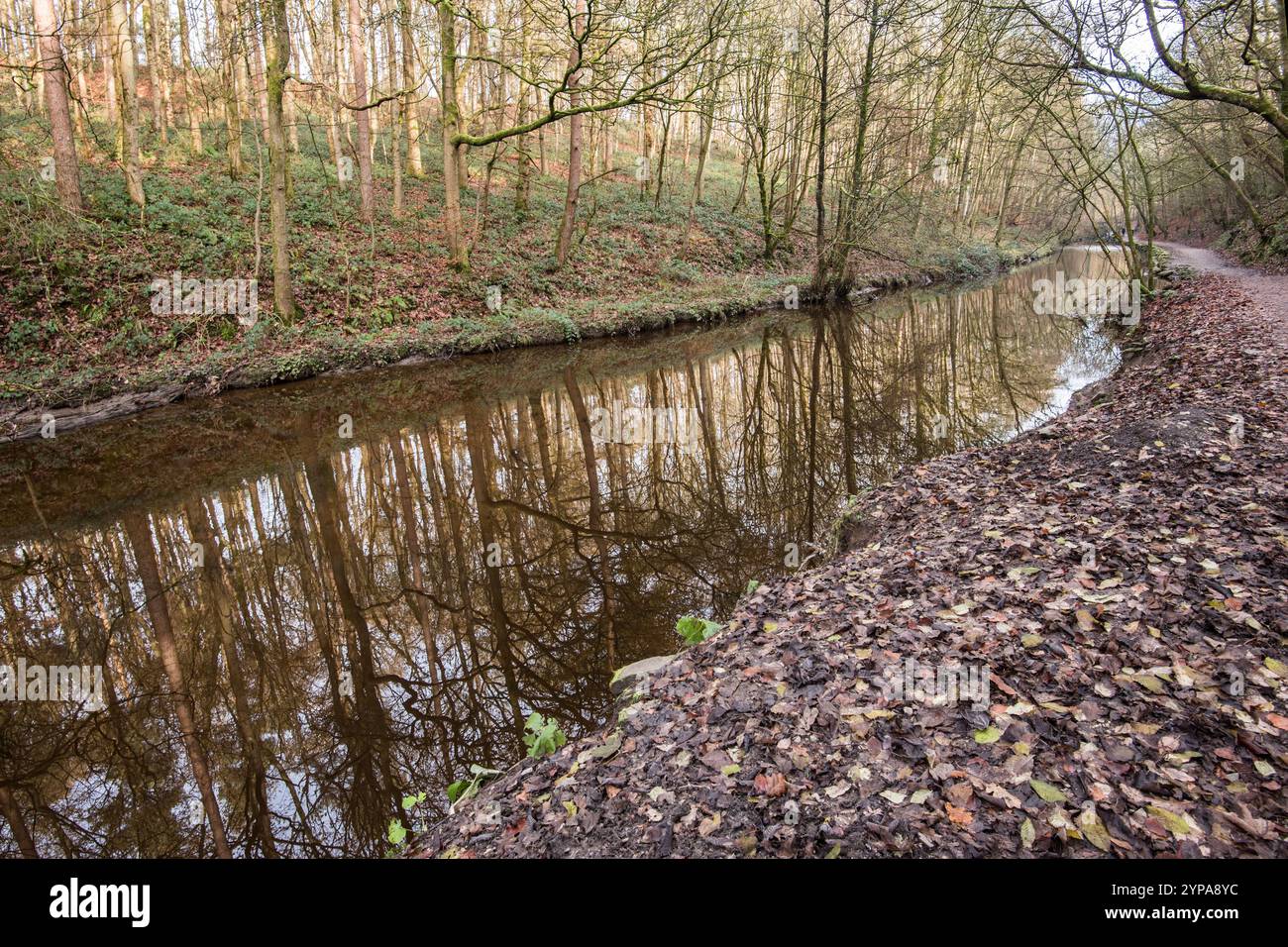 Skipton Woods mit früherem Winter-Look, nackten Bäumen und gefallenen Blättern. Schöne Weidenskulpturen und malerisches Wasser im Talgrund. Stockfoto