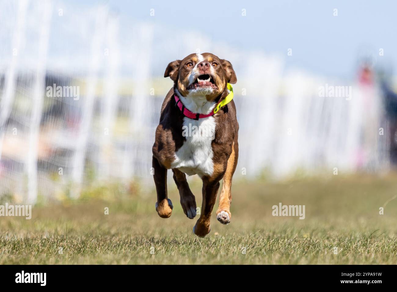 Alle American Mixed Breed Mutt Running Lure Course Sprint Dog Sport Stockfoto