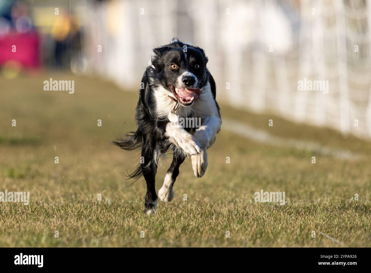 Black and White Border Collie Running Lure Course Sprint Dog Sport Stockfoto