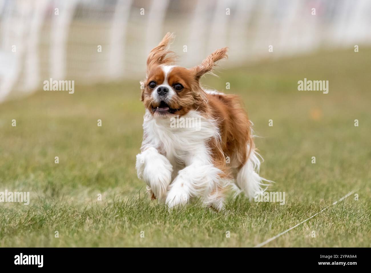 Cavalier King Charles Spaniel, Lure Course Sprint Dog Sport Stockfoto