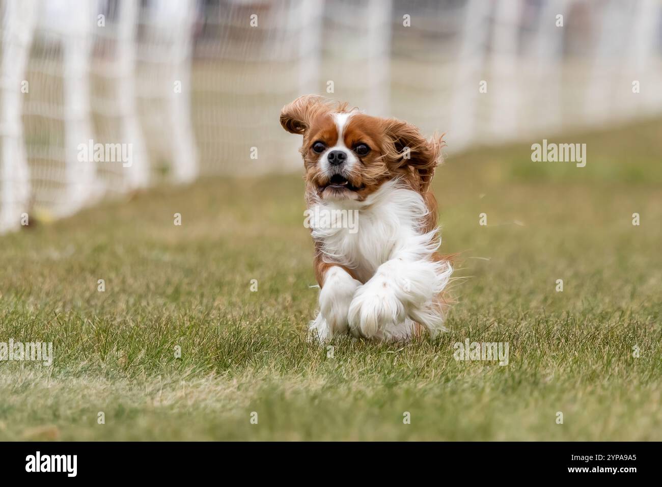 Cavalier King Charles Spaniel, Lure Course Sprint Dog Sport Stockfoto