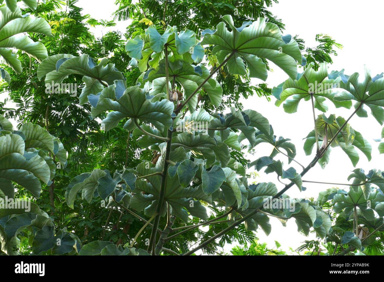 Trompetenbaum (Cecropia peltata) Stockfoto