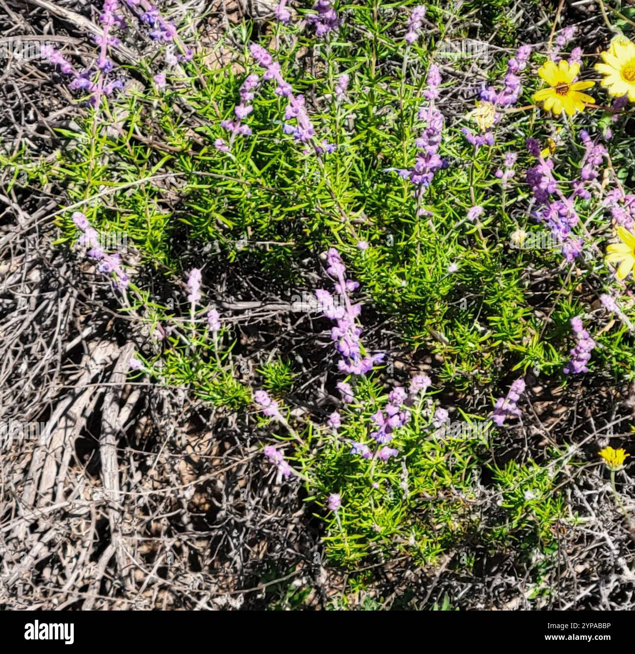 Wollbluecurls (Trichostema lanatum) Stockfoto