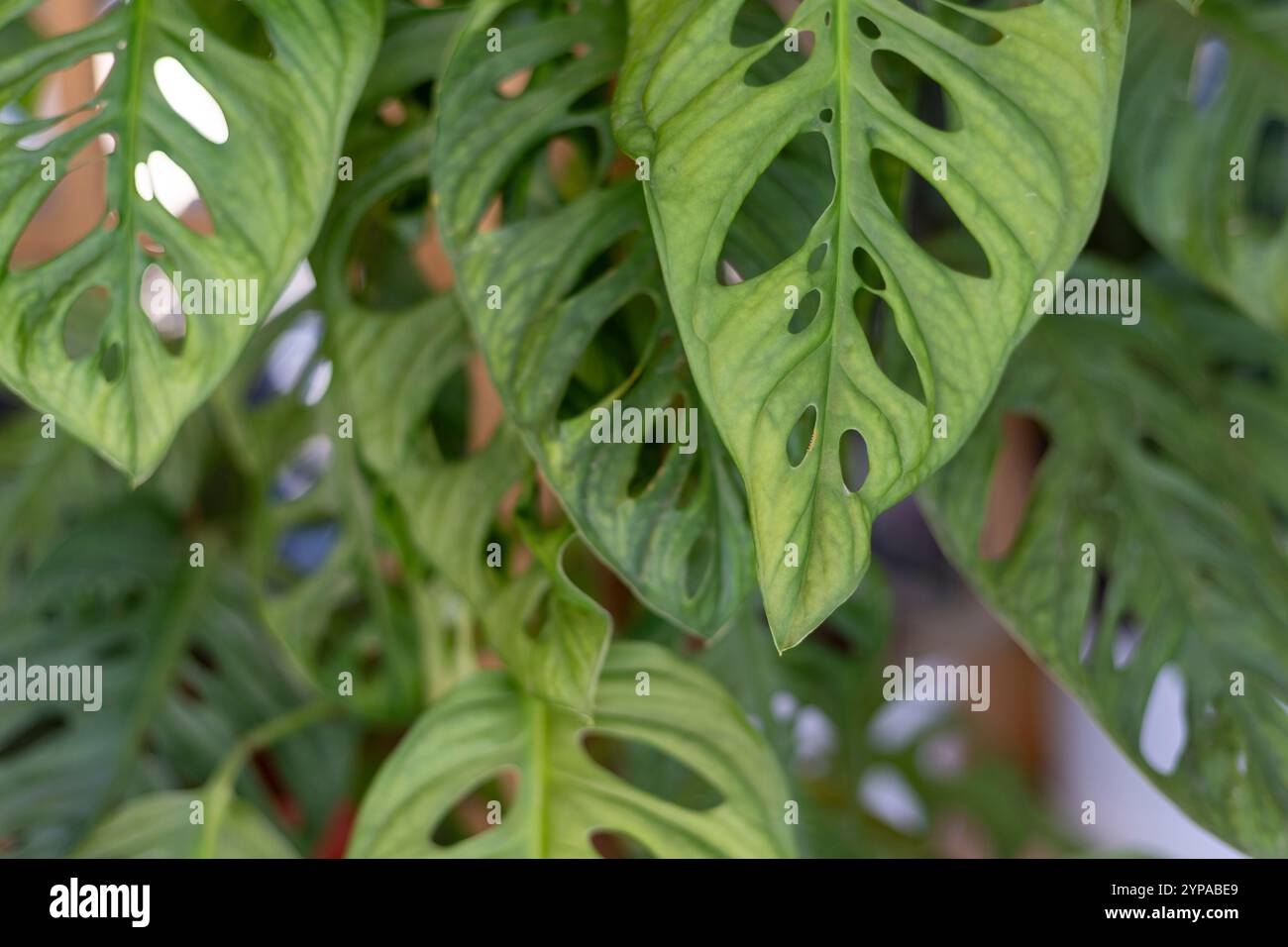 Monstera adansonii -Fotos und -Bildmaterial in hoher Auflsung  Alamy