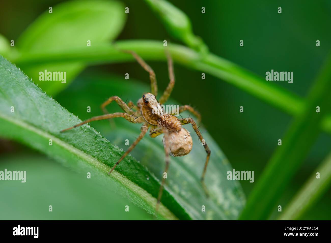 Nahaufnahme der Spinne auf Blättern Stockfoto
