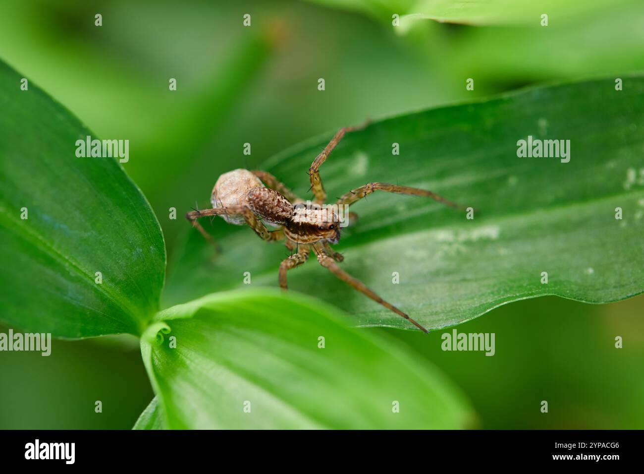 Nahaufnahme der Spinne auf Blättern Stockfoto