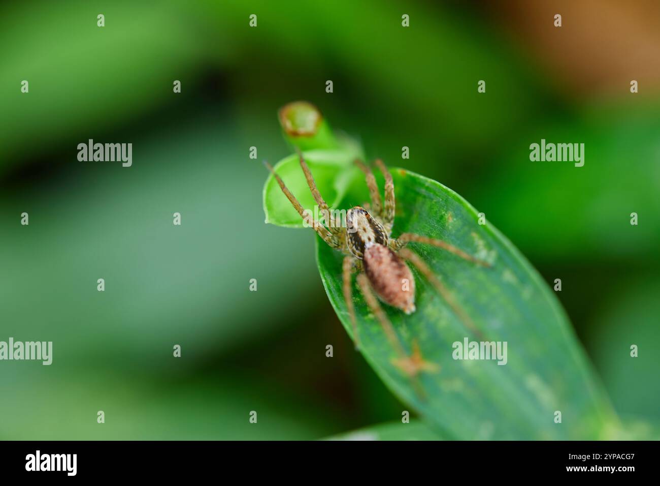 Nahaufnahme der Spinne auf Blättern Stockfoto
