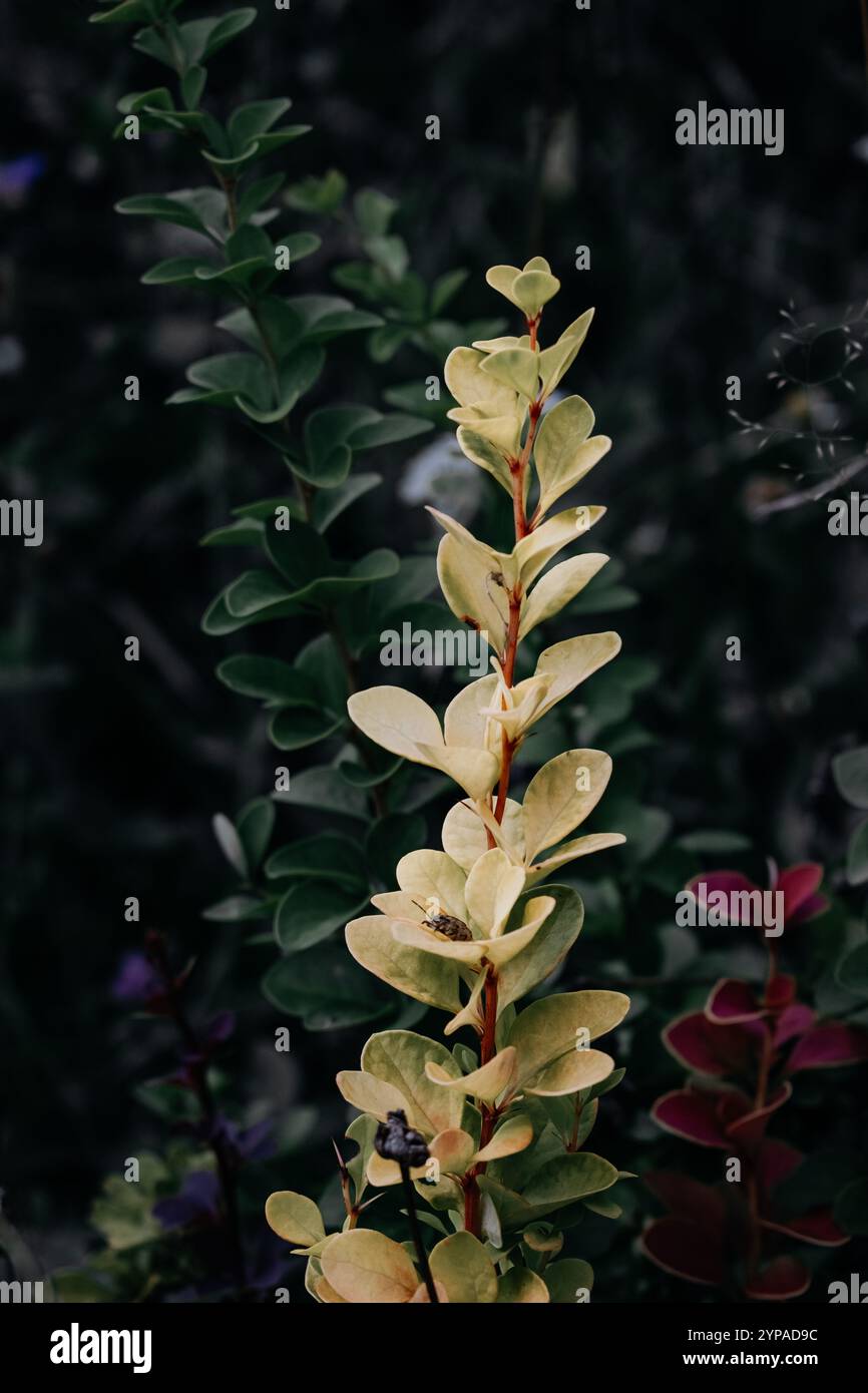 Dekorative Blume in drei Farben Stockfoto