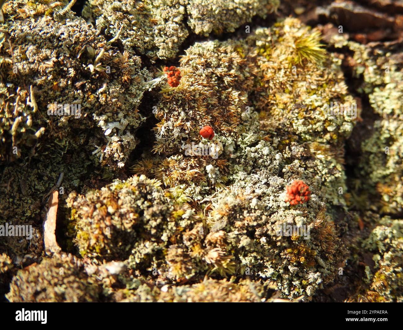 Lippenstift Powderhorn (Cladonia macilenta) Stockfoto