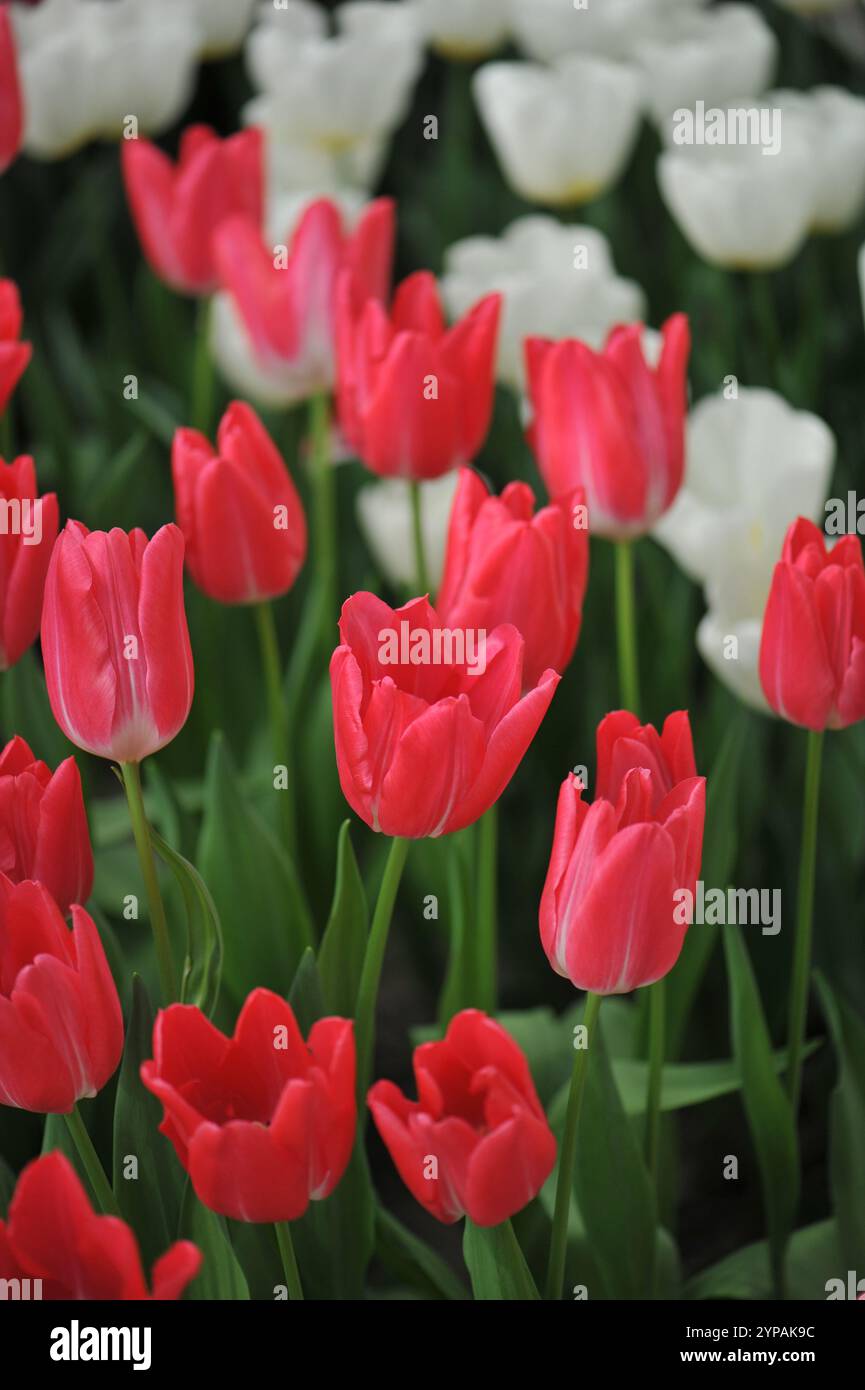 Rote Tulpen (Tulipa) Pearl Marmelade blühen im April in einem Garten Stockfoto