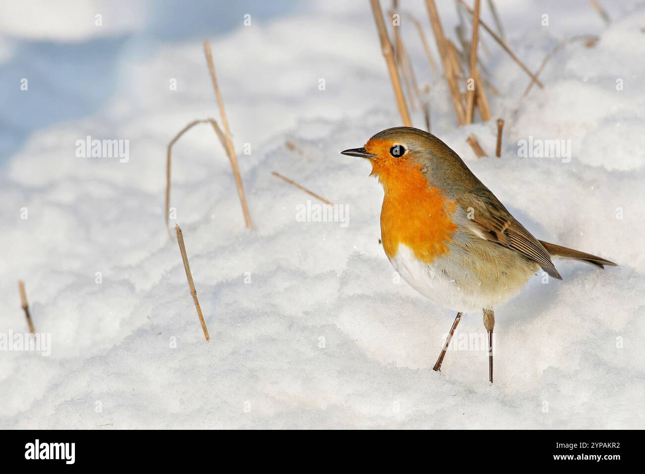 Europäischer robin (Erithacus rubecula), sitzend im Schnee, Ungarn, Bacs-Kiskun, Battenberg Stockfoto