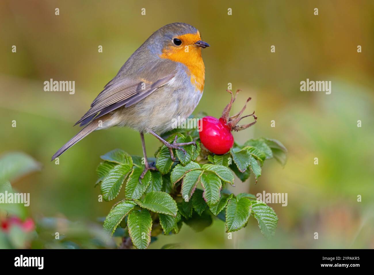 rotkehlchen (Erithacus rubecula), sitzt auf einem Rosenstrauch mit Rosenhüte, Ungarn, Bacs-Kiskun Stockfoto