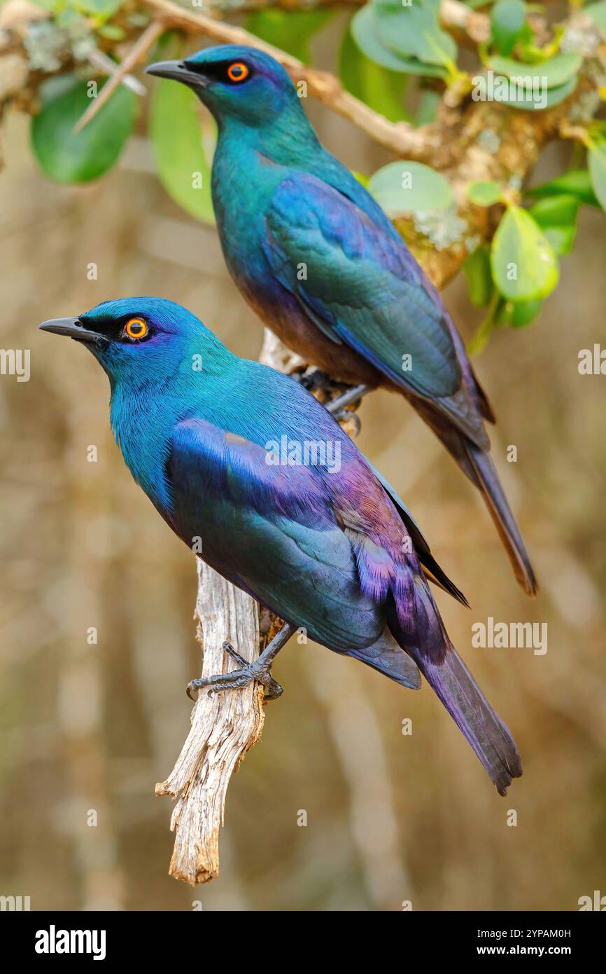 Roter Hochglanzstern, Cape-Starling; Cape-Hochglanzstern, Rotschulterglanzstarling (Lamprotornis nitens), Paar, das sich zusammensetzt Stockfoto