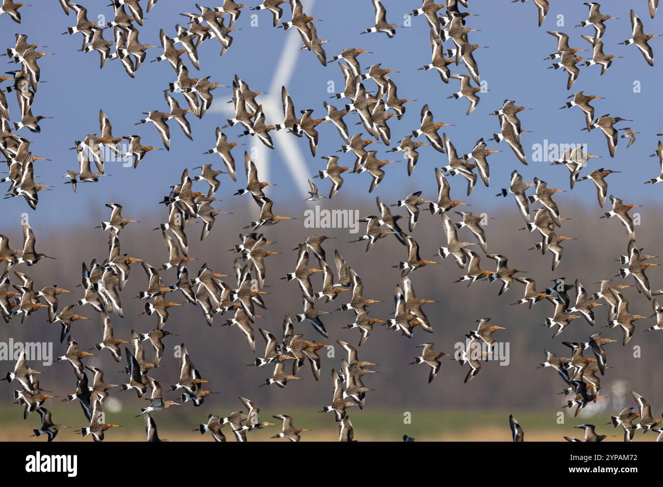Schwarzschwanzgottwit (Limosa limosa), Großherde im Flug, Niederlande, Gelderland, Nijkerk Stockfoto