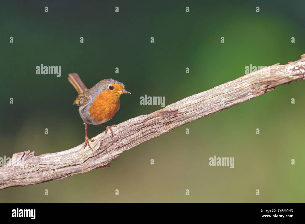 Europäischer robin (Erithacus rubecula), auf einem Zweig sitzend, Ungarn, Bacs-Kiskun Stockfoto