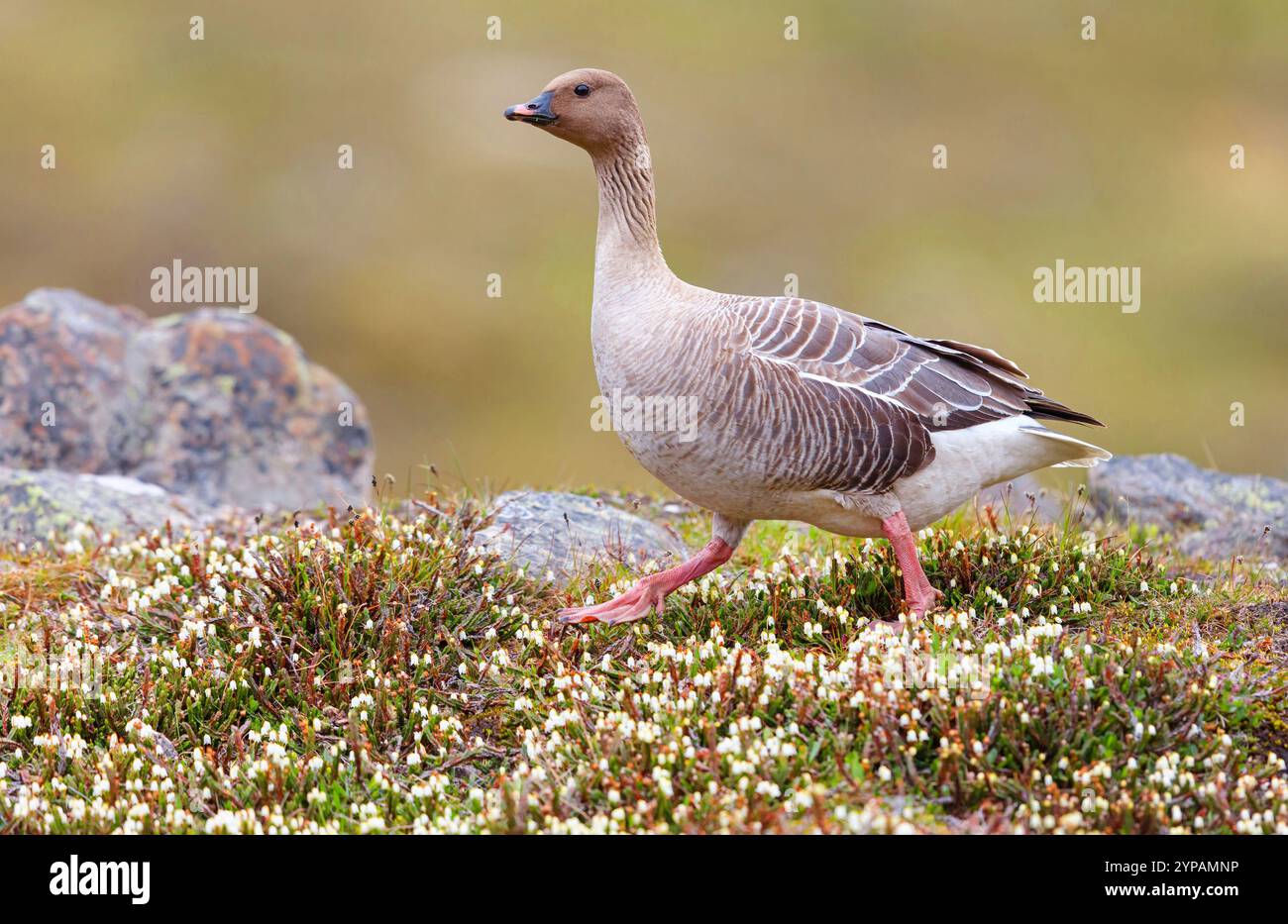 Rosafarbene Gans (Anser brachyrhynchus), Wandern, Norwegen, Svalbard, Longyearbyen Stockfoto