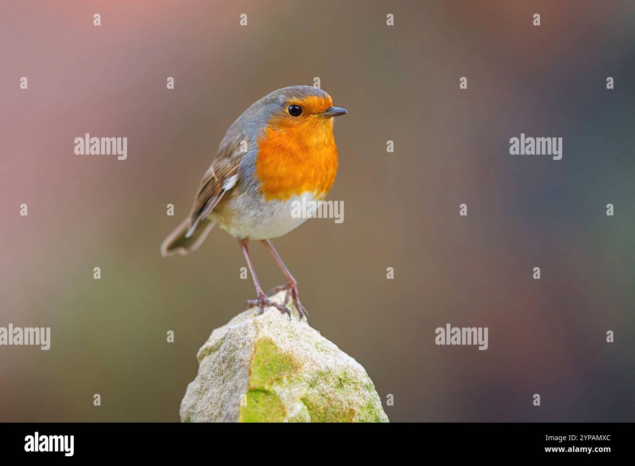 Europäischer robin (Erithacus rubecula), sitzt auf einem Stein, Ungarn, Bacs-Kiskun Stockfoto