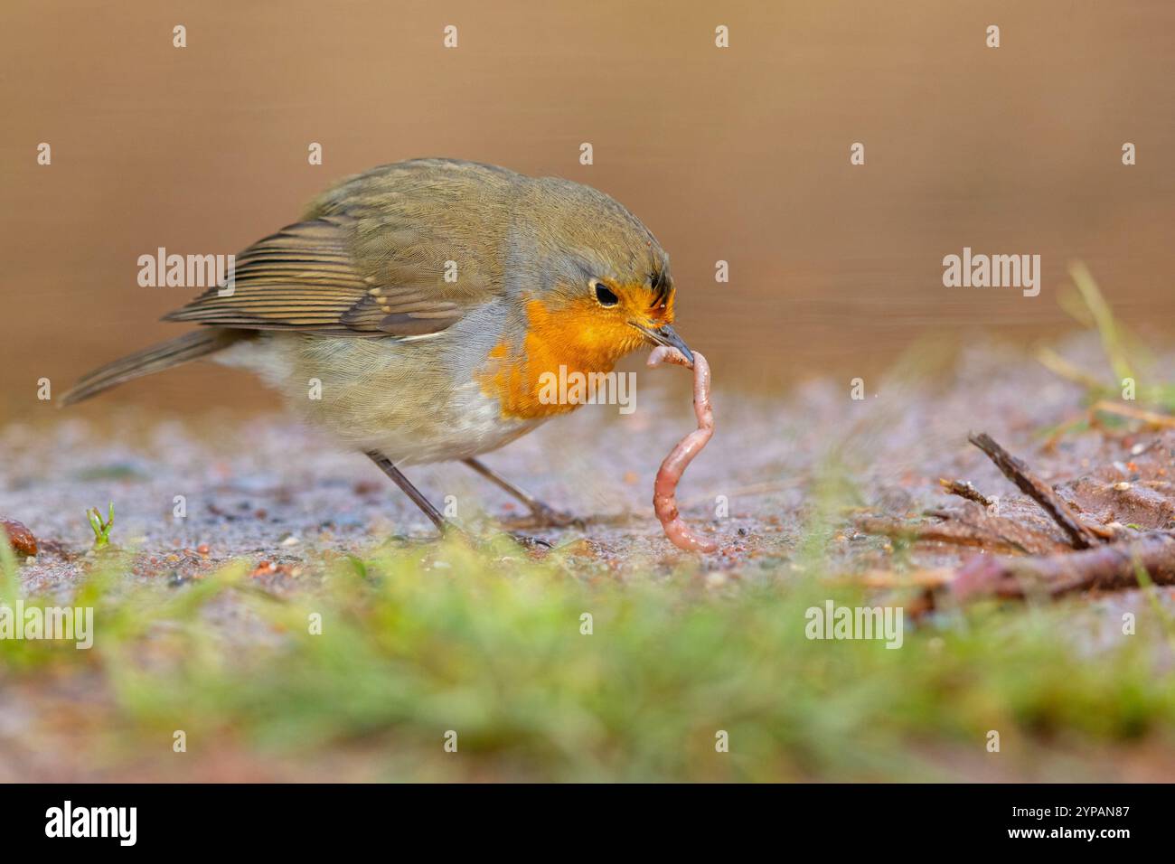 rotkehlchen (Erithacus rubecula), sitzt auf dem Boden mit einem Wurm im Schnabel, Ungarn, Bacs-Kiskun Stockfoto