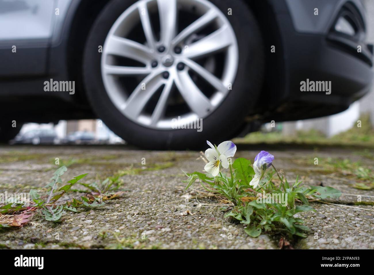 Stiefmütterchen, Stiefmütterchen (Viola x wittrockiana, Viola wittrockiana, Viola hybrida), selbstgesätes blühendes Stiefmütterchen auf einem Parkplatz, Deutschland, Nordrhein-West Stockfoto
