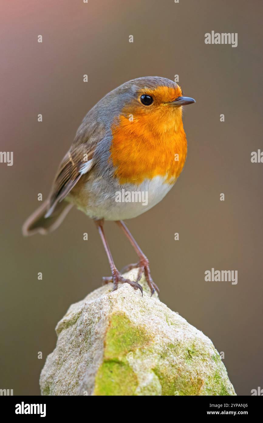 Europäischer robin (Erithacus rubecula), sitzt auf einem Stein, Ungarn, Bacs-Kiskun Stockfoto