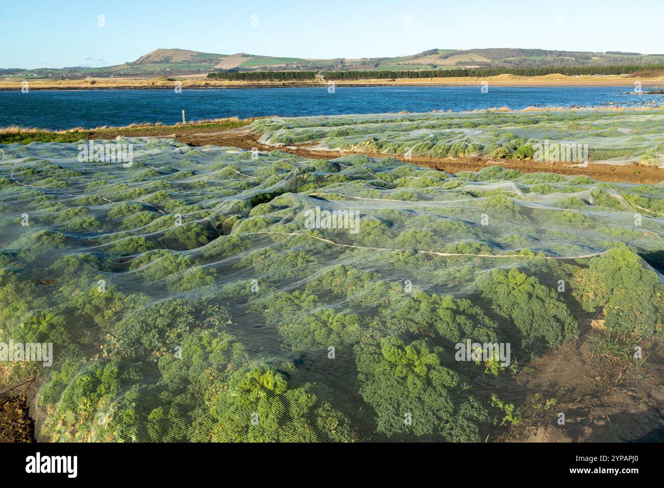 Winterkohl wird unter Schutzvlies auf einem Feld in Fife Schottland angebaut Stockfoto
