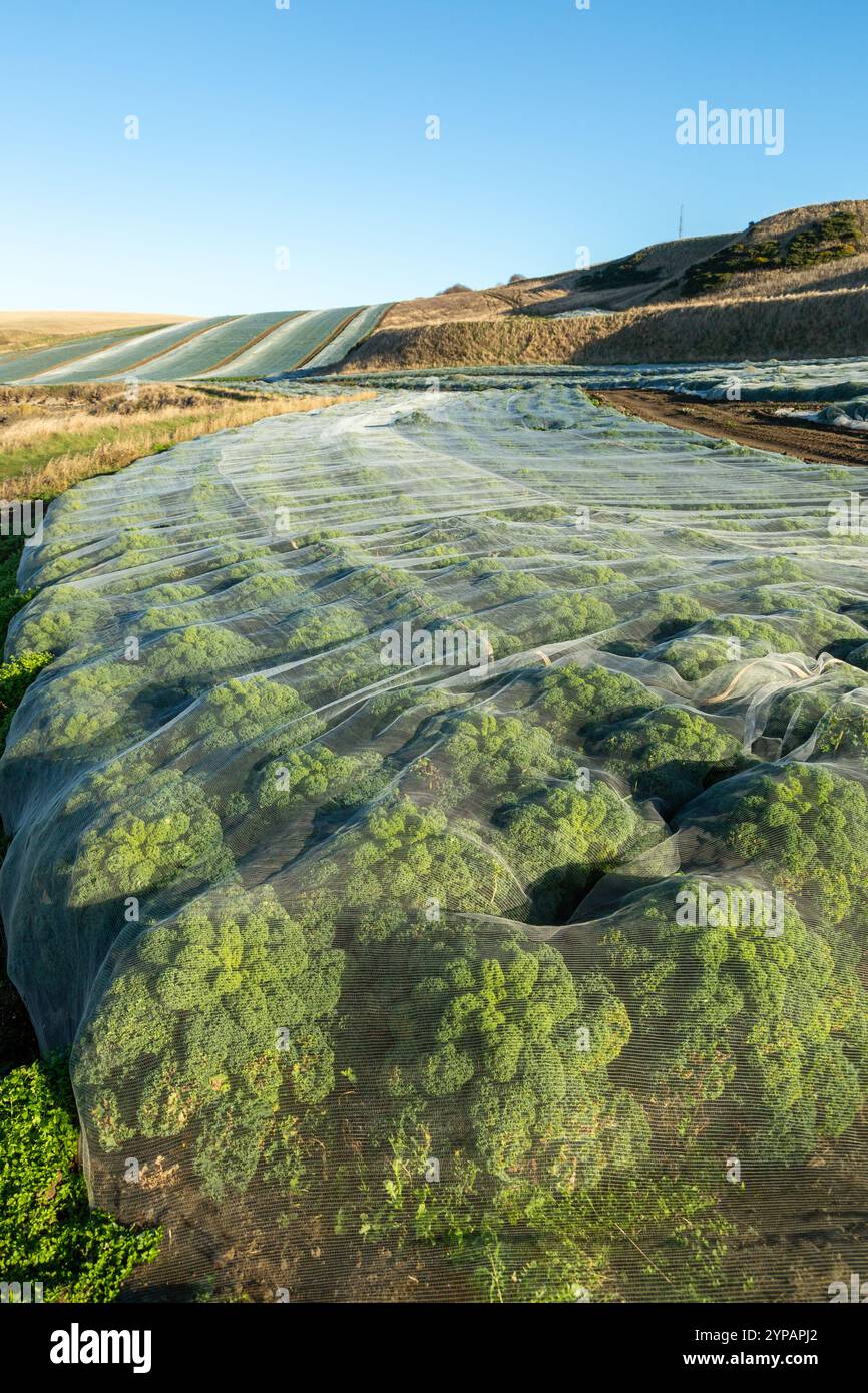 Winterkohl wird unter Schutzvlies auf einem Feld in Fife Schottland angebaut Stockfoto