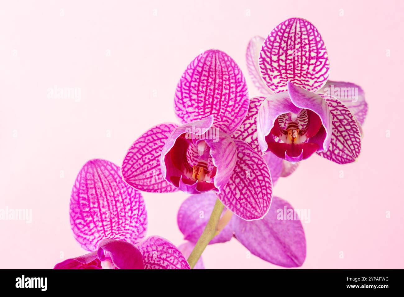 Falter rosa Orchidee Phalaenopsis Stockfoto