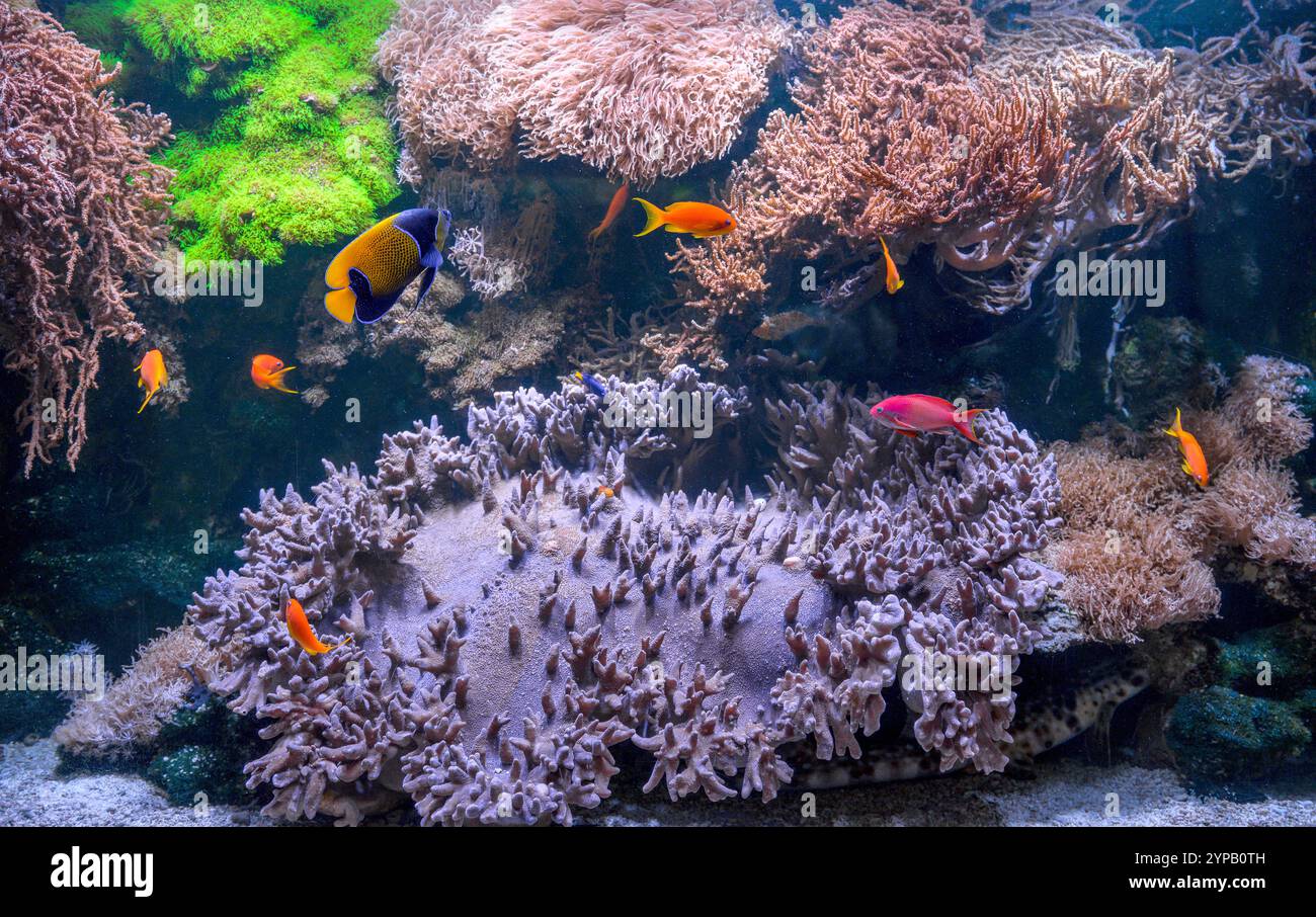 Tropisches Meeresaquarium mit großen Weichkorallen und kleinen, bunten Fischen. Aquarium Wilhelmshafen, Deutschland, 2024. Stockfoto