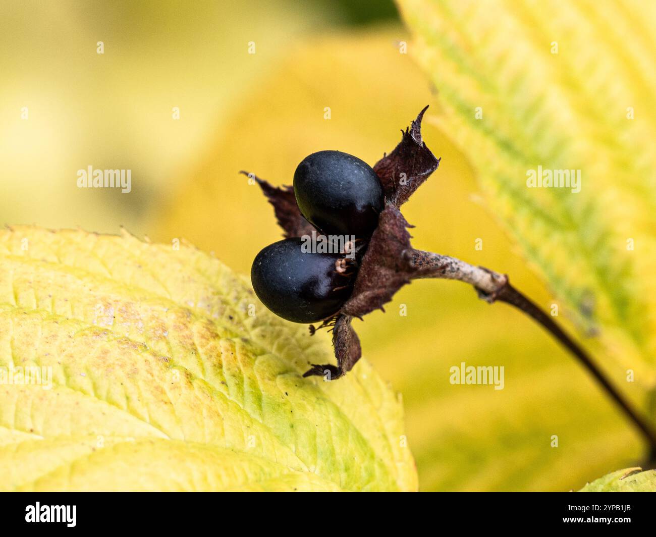 Die schwarzen Samenköpfe von Rhodotypos schleudern gegen das hellgelbe Herbstlaub Stockfoto