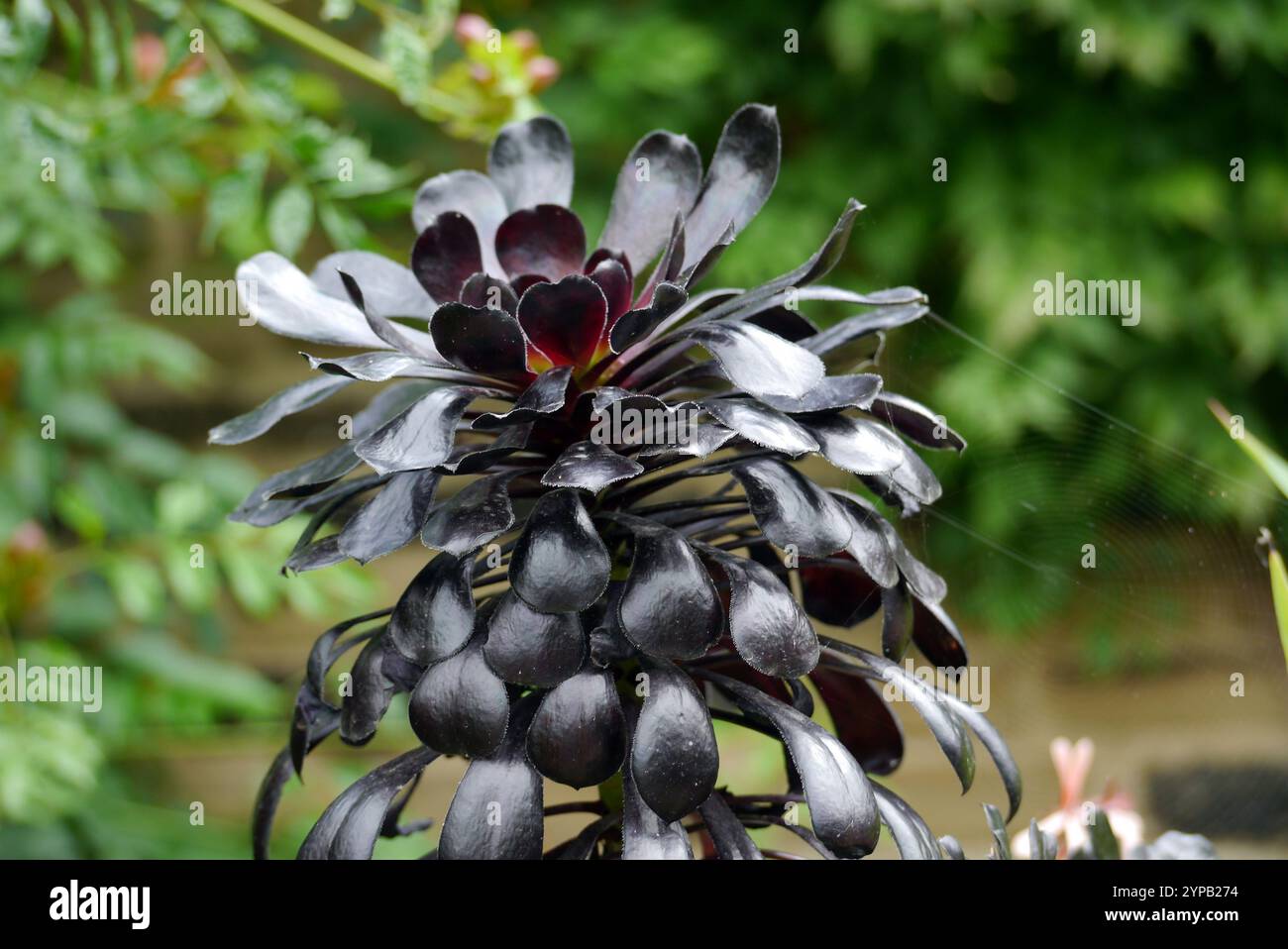 Deep Black/Purple Aeonium Arboreum 'Atropurpureum' (Dark Purple Houseeleek Tree), angebaut bei RHS Garden Harlow Carr, Harrogate, Yorkshire, England, Vereinigtes Königreich. Stockfoto