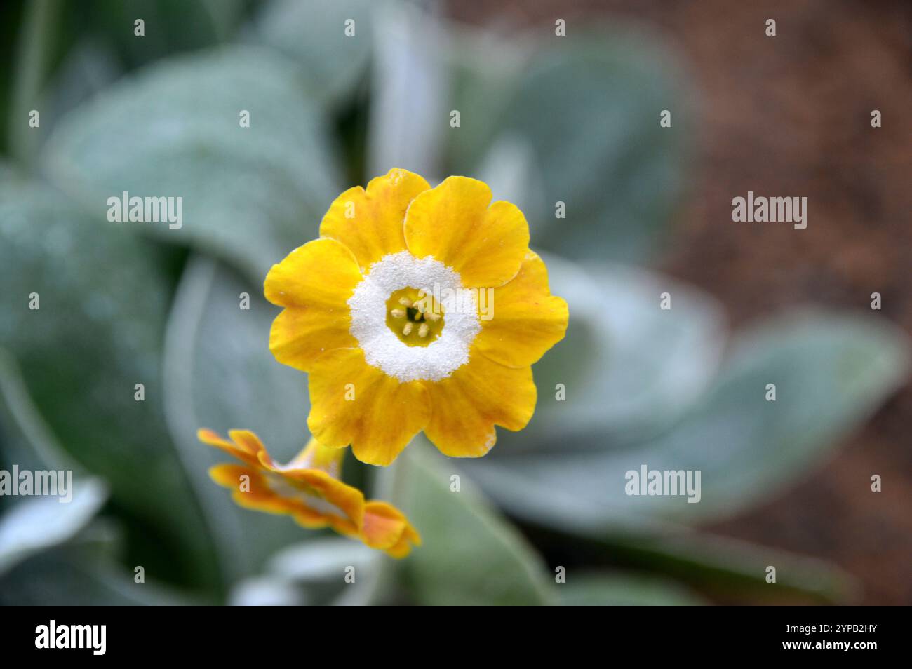 Kleine gelbe/weiße Primula Auricula „Old Irish Dcented“ Blumen, die im Alpine House im RHS Garden Harlow Carr, Harrogate, Yorkshire, England, Großbritannien angebaut werden Stockfoto