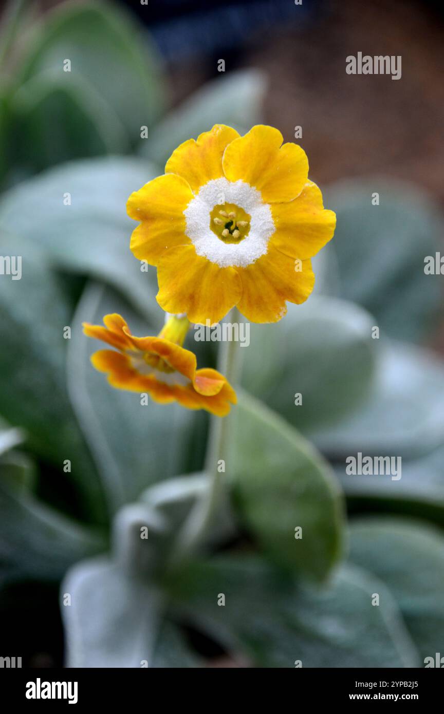 Kleine gelbe/weiße Primula Auricula „Old Irish Dcented“ Blumen, die im Alpine House im RHS Garden Harlow Carr, Harrogate, Yorkshire, England, Großbritannien angebaut werden Stockfoto