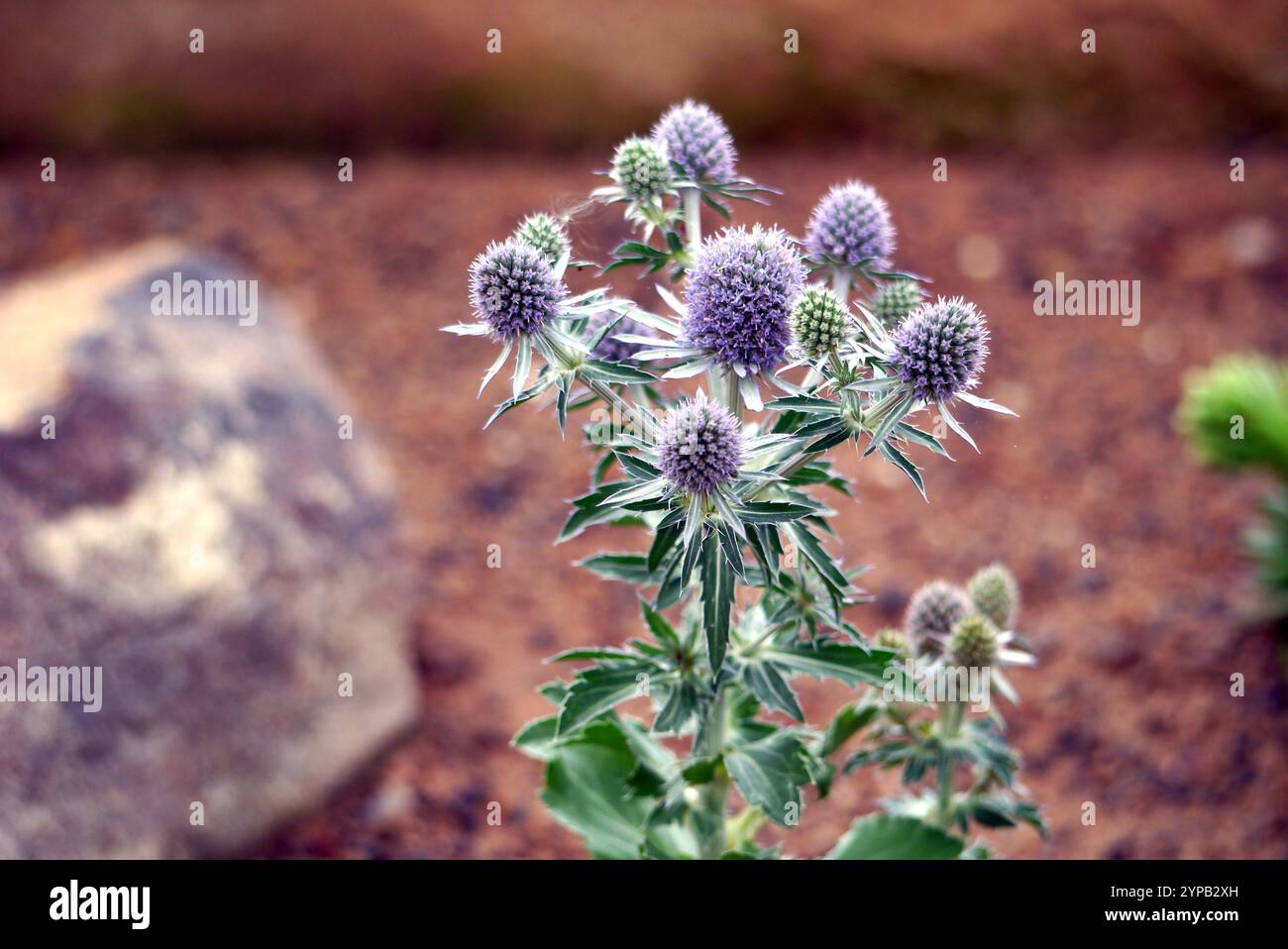 Spiky Eryngium Planum „Blue Hobbit“ (Sea Holly), angebaut im Alpine House bei RHS Garden Harlow Carr, Harrogate, Yorkshire, England, Vereinigtes Königreich. Stockfoto