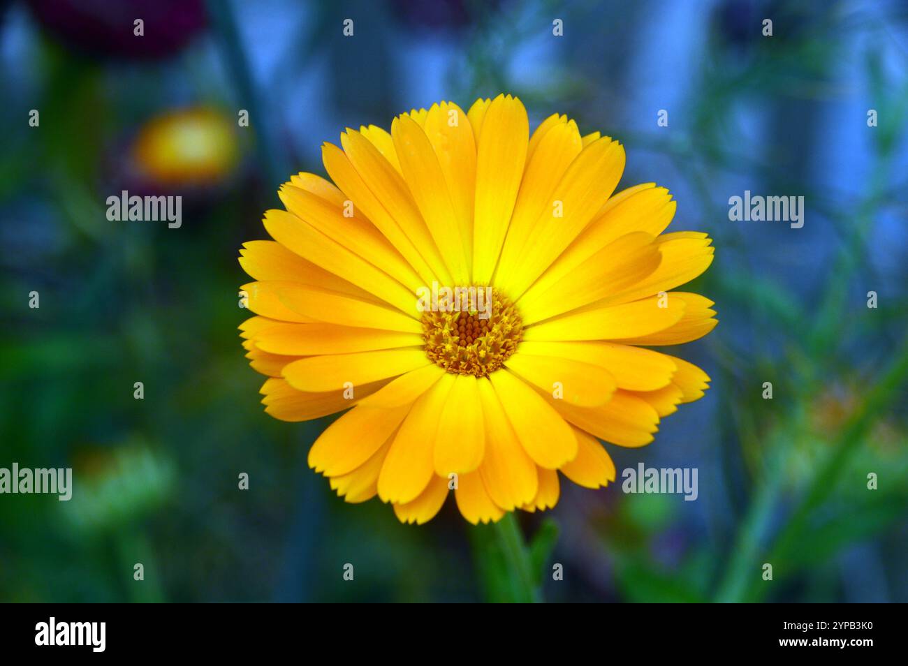 Single Yellow Calendula Arvensis (Field Marigold), angebaut in the Borders bei RHS Garden Harlow Carr, Harrogate, Yorkshire, England, Vereinigtes Königreich. Stockfoto