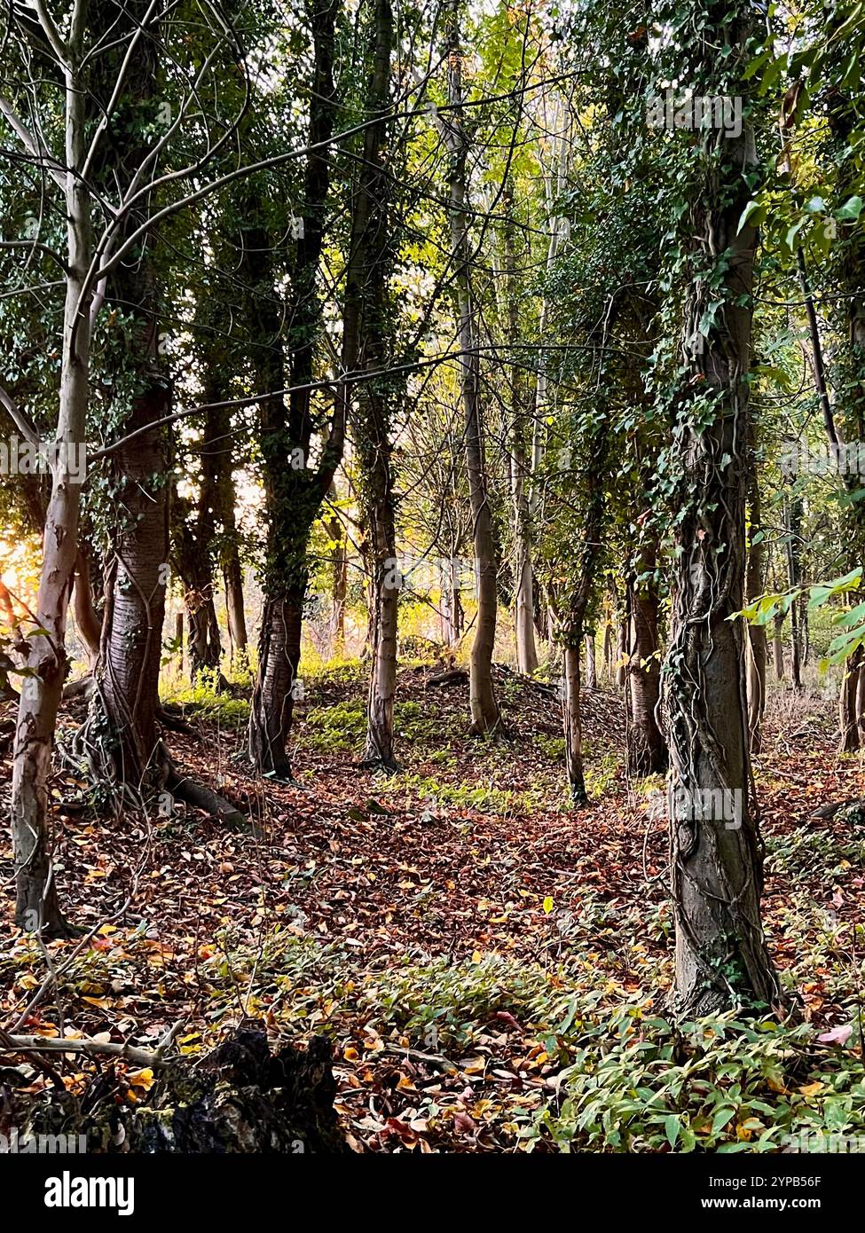 Waldbäume im Herbst, The Rookeries, Womersley, North Yorkshire, Großbritannien Stockfoto