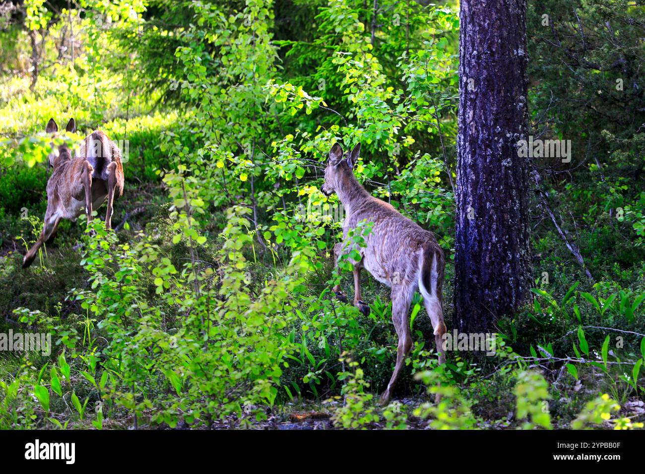 Zwei Weißschwanzhirsche, Odocoileus virginianus, laufen an einem Tag im Frühsommer in den Wald. Stockfoto