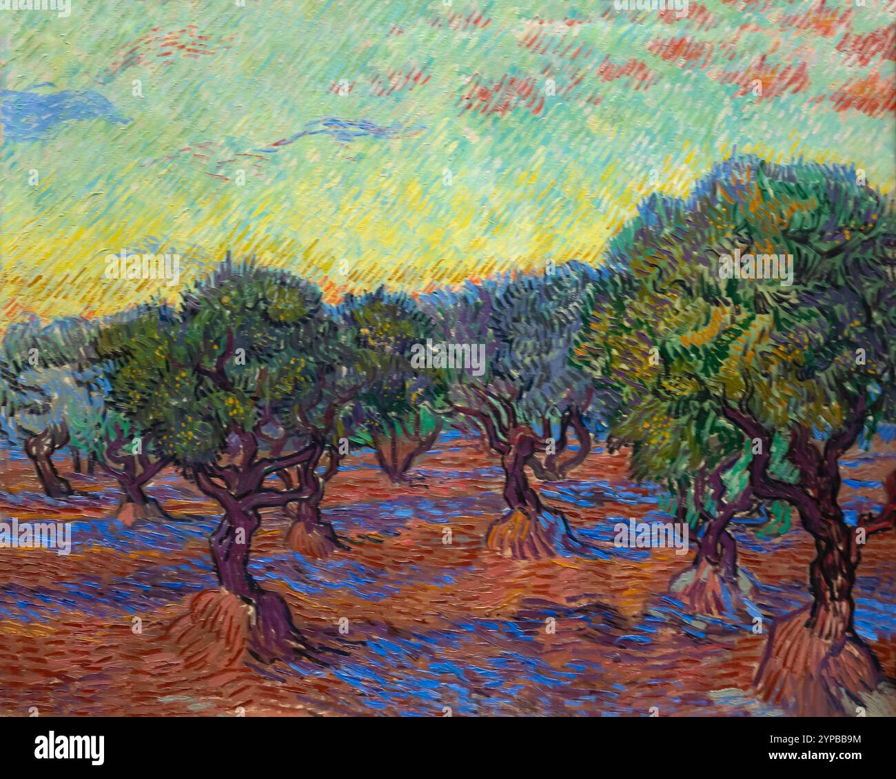 Olivenhain, Saint-Remy, Vincent van Gogh, 1889, Göteborg Museum of Art Stockfoto