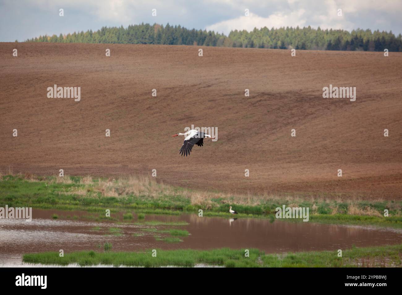 Weißstörche (Ciconia ciconia) fliegen während der Erntezeit in Polen über gepflügte Felder Stockfoto
