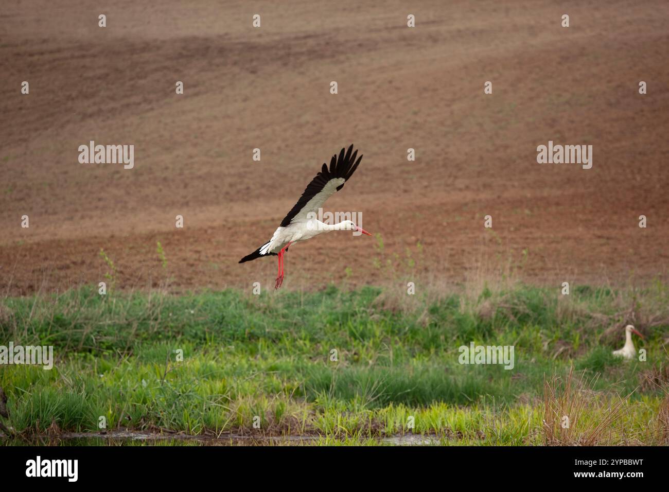 Weißstörche (Ciconia ciconia) fliegen während der Erntezeit in Polen über gepflügte Felder Stockfoto