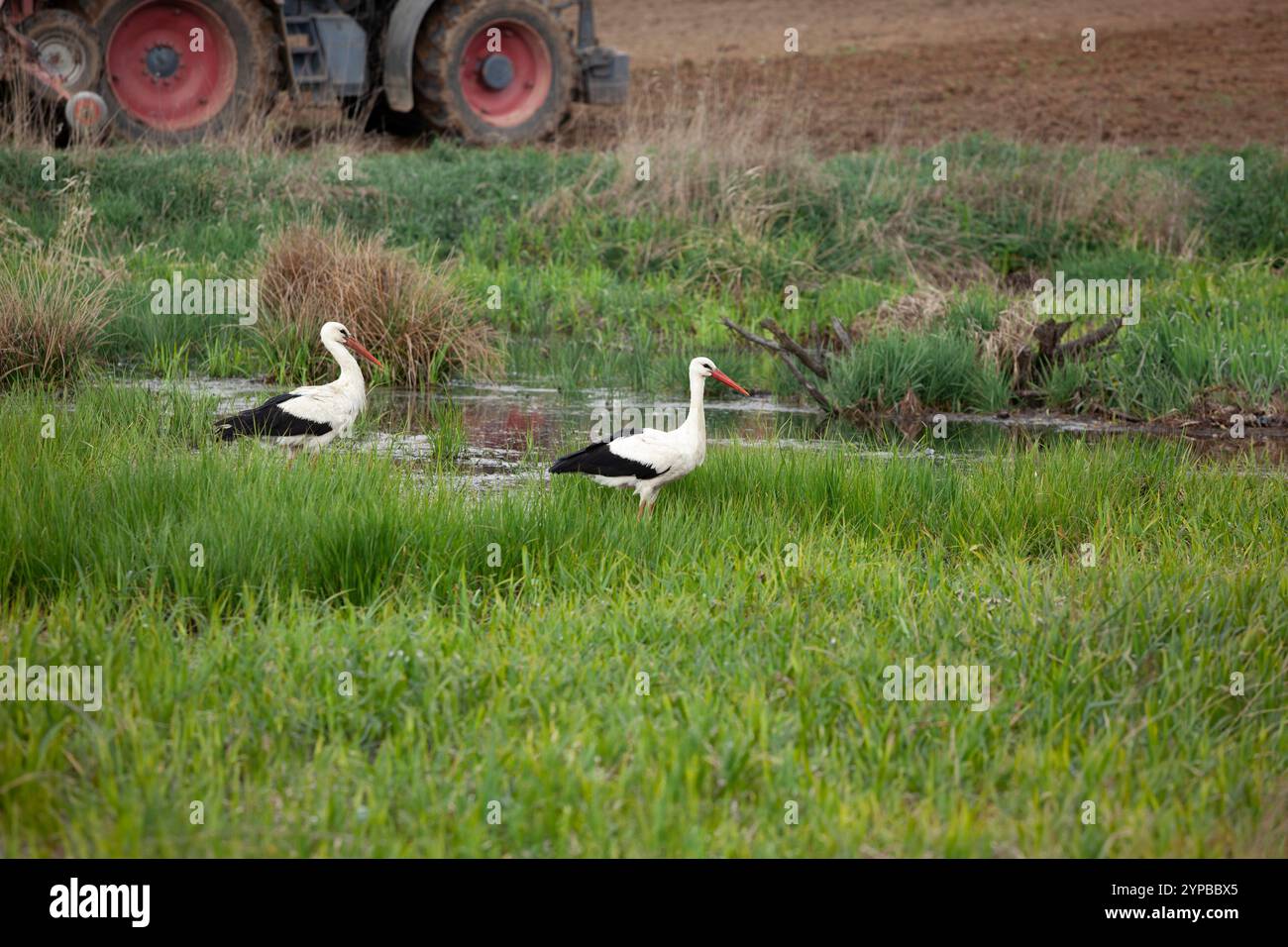 Weißstörche (Ciconia ciconia) auf gepflügten Feldern während der Erntezeit mit Traktor im Hintergrund, Polen Stockfoto