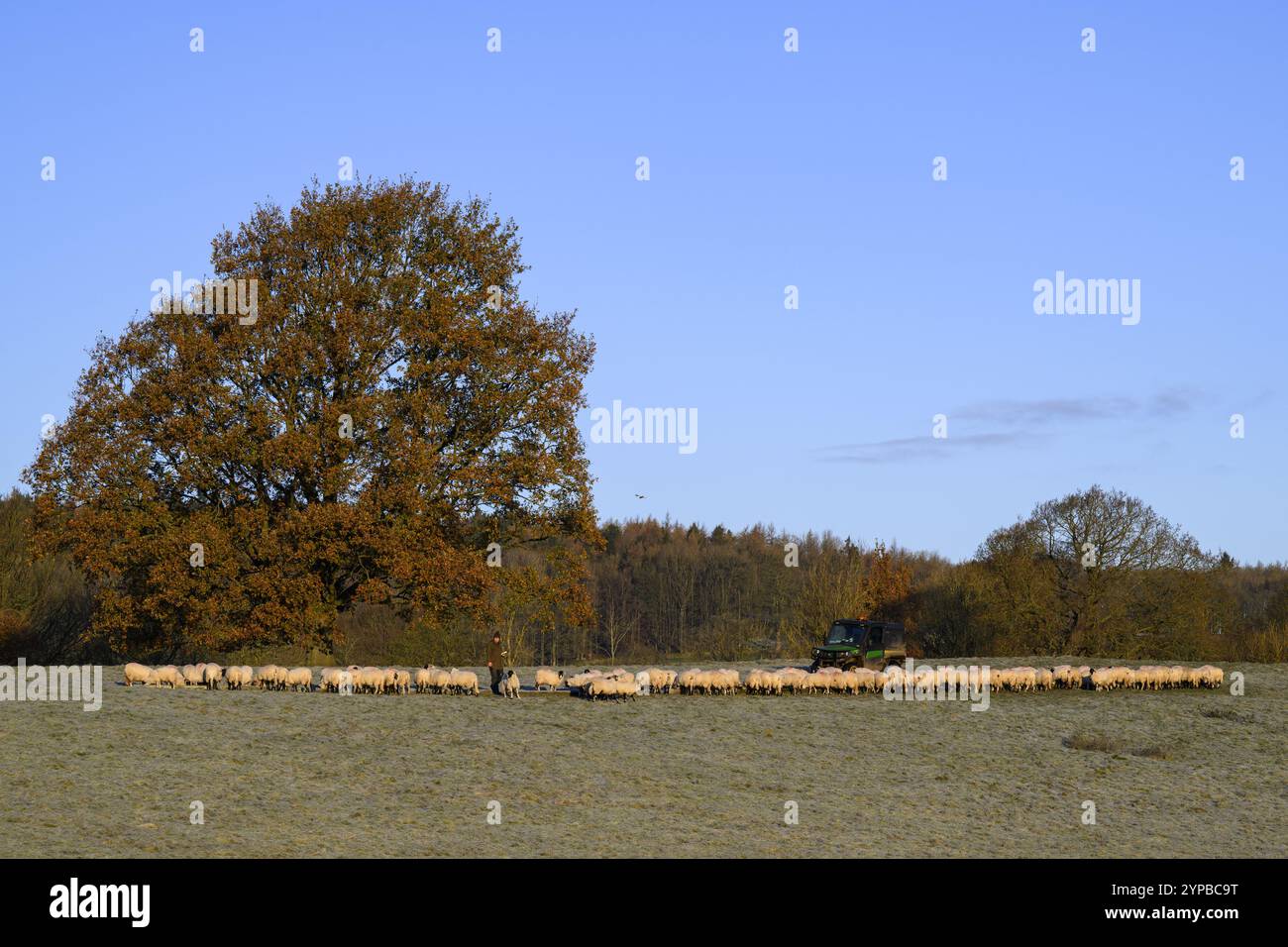 Hungrige Schafe stehen in langer Schlange, Seite an Seite auf dem Feld, versammeln sich am kalten, frostigen Herbsttag (Rückansicht) - North Yorkshire, England, Vereinigtes Königreich. Stockfoto