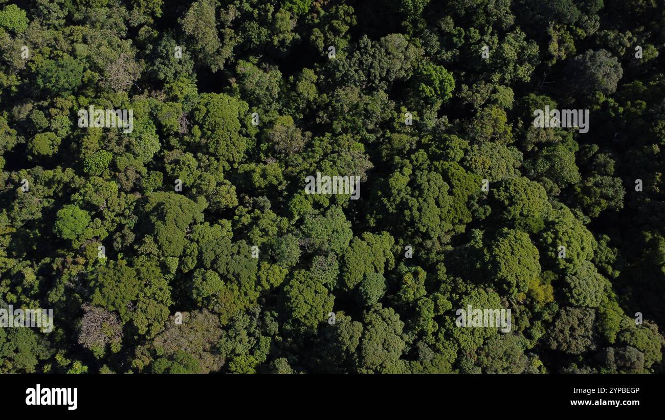 Aus der Vogelperspektive des Tijuca-Nationalparks, des größten städtischen Waldes der Welt. Stockfoto