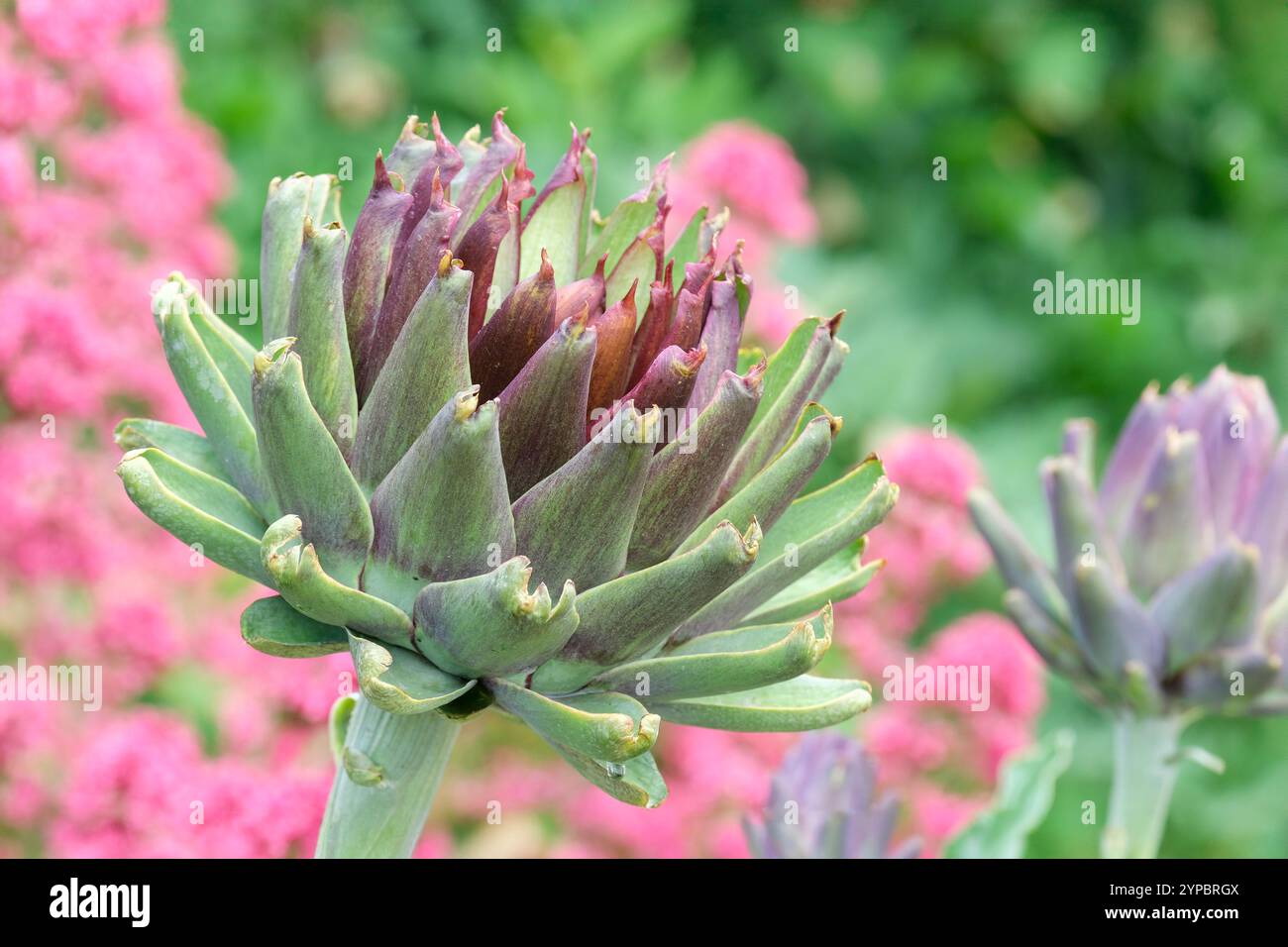 Cynara cardunkulus, Kardoon, stachelige Artischocke, Globus Artischocke, Knospe im Frühling Stockfoto