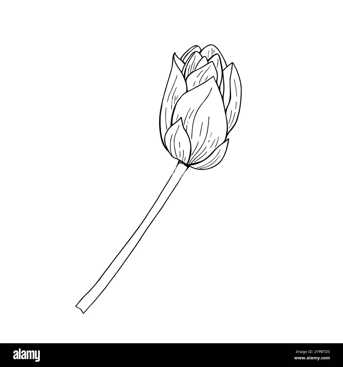 Wasserlilie schließen Lotosblume mit Stiel monochrome Vektor isolierte Illustration Clip Art. Blühende Wasserlilienknospe handgezeichnete Zeichnung mit schwarzer Tinte Stock Vektor