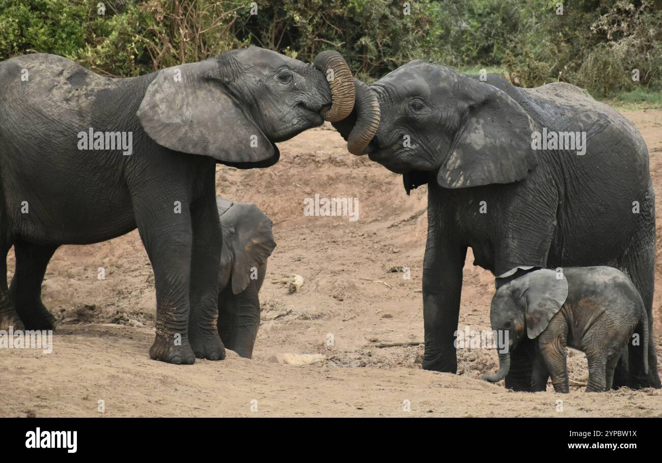 Zwei weibliche afrikanische Elefanten teilen sich einen zärtlichen Moment Stockfoto