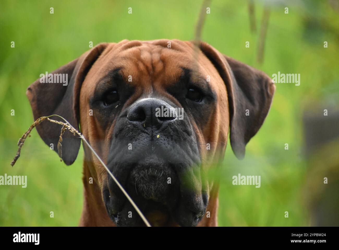 Sehr verspielter und neugieriger Boxer, der über den Zaun guckt Stockfoto